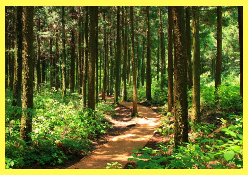 Valores Estudio Algaba